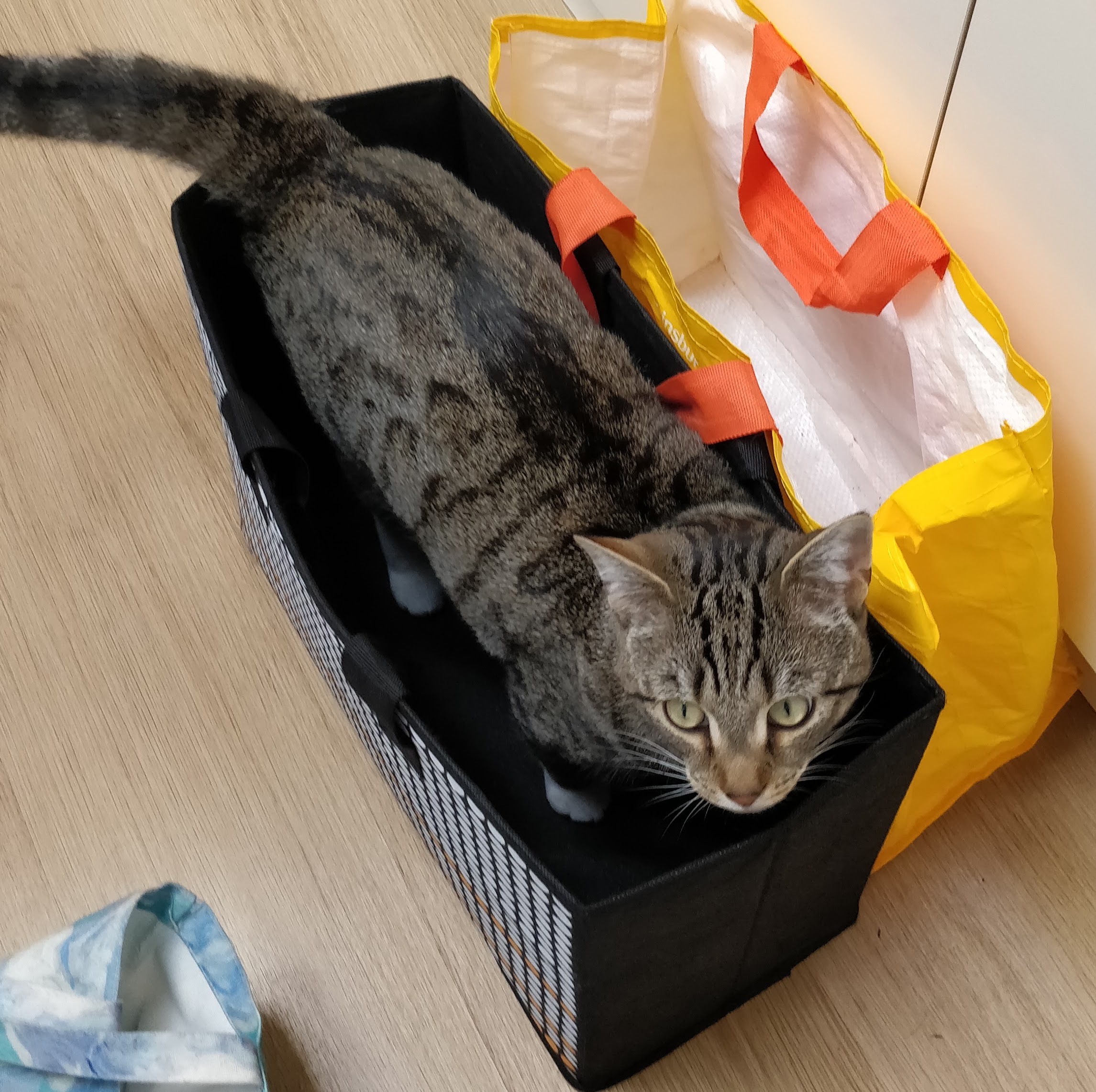 A cat that is fitting perfectly into a rectangular plastic bag